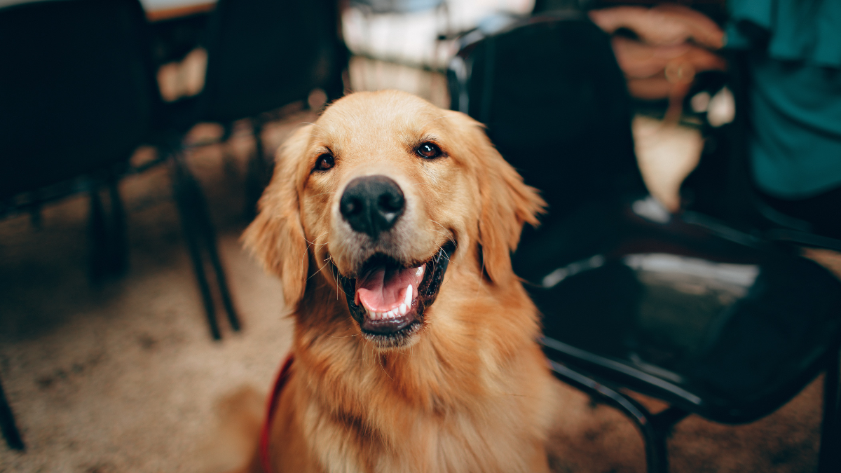 Happy Golden Retriever dog smiling and looking at the camera indoors.