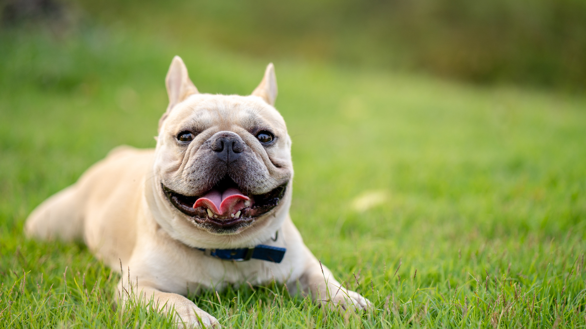 Happy French Bulldog lying on green grass outdoors.