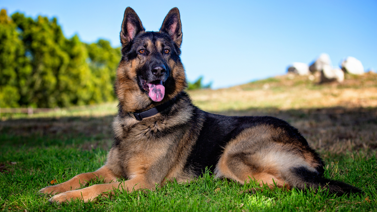 German Shepherd dog lying on green grass in a sunny outdoor park.