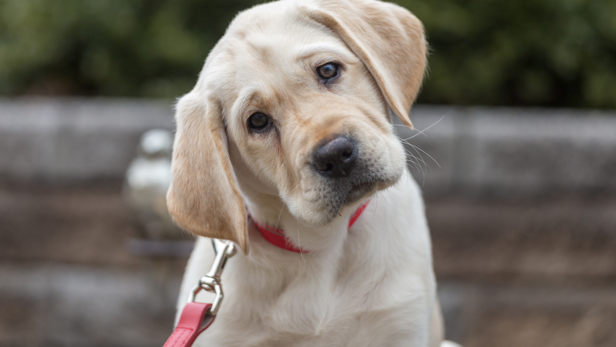 Cute Labrador Retriever puppy wearing a red collar and looking curiously at the camera outdoors.